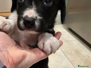 Sprollie dogs Sprollie Puppies - LAST 2 BOYS! - Advert 16