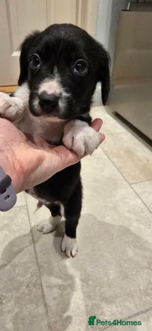 Sprollie dogs Sprollie Puppies - LAST 2 BOYS! - Advert 4