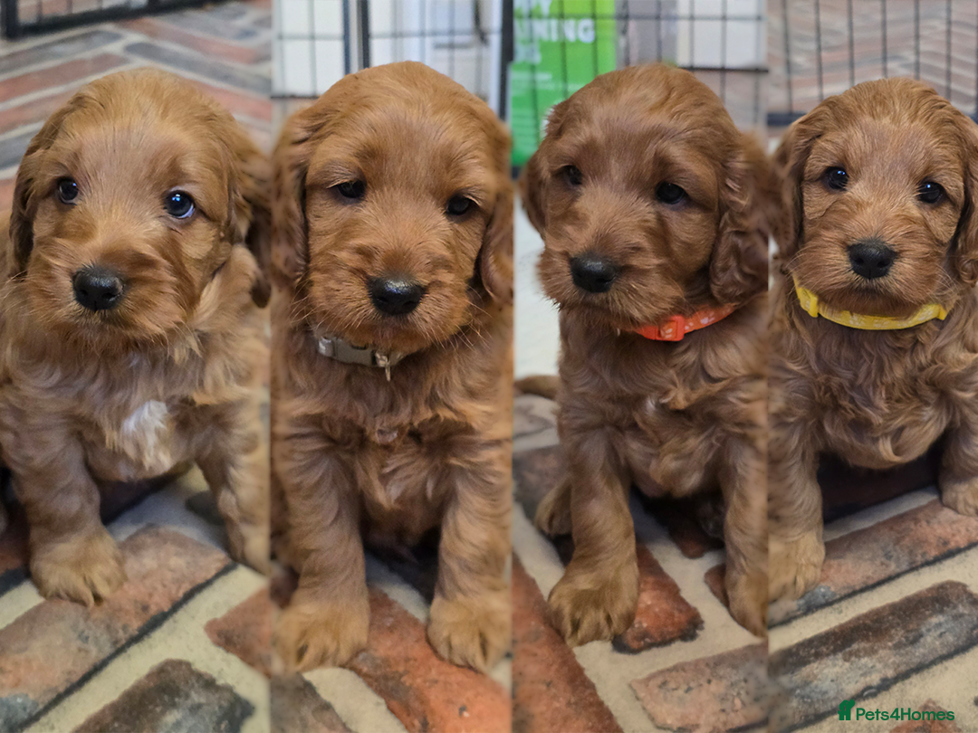 Cockapoo dogs  Beautiful F1 Cockapoos - Advert 1