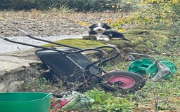 Bearded Collie dogs for stud: Working Bearded Collie for Stud. - Image 6