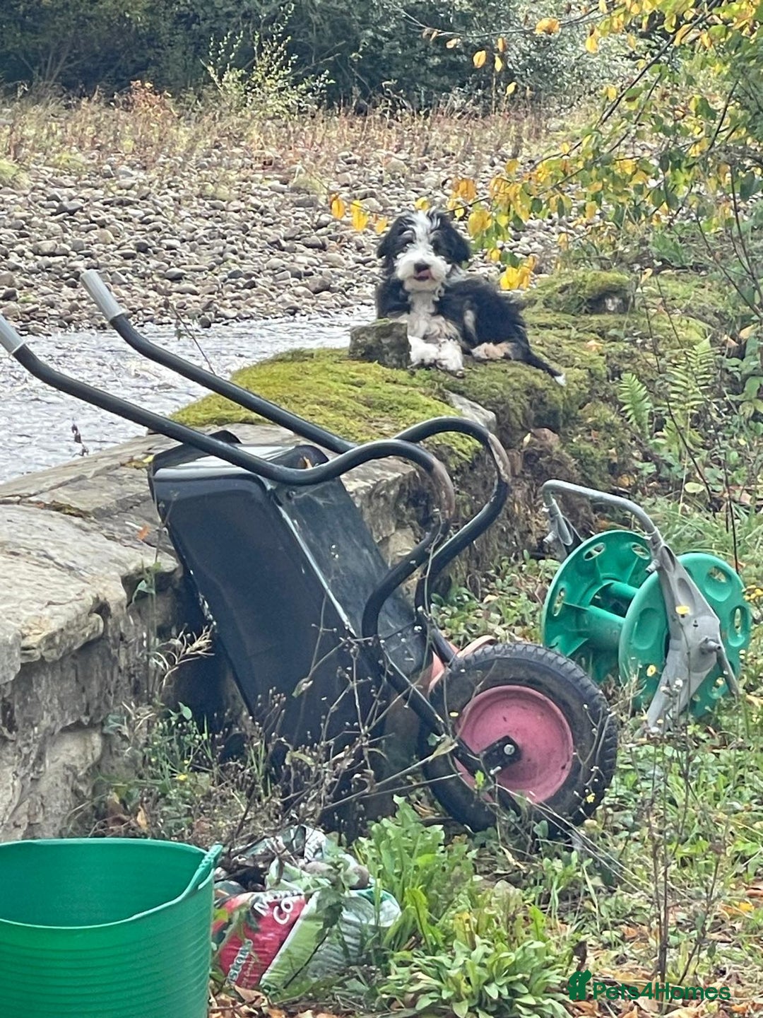Bearded Collie dogs for stud: Working Bearded Collie for Stud. - Image 6