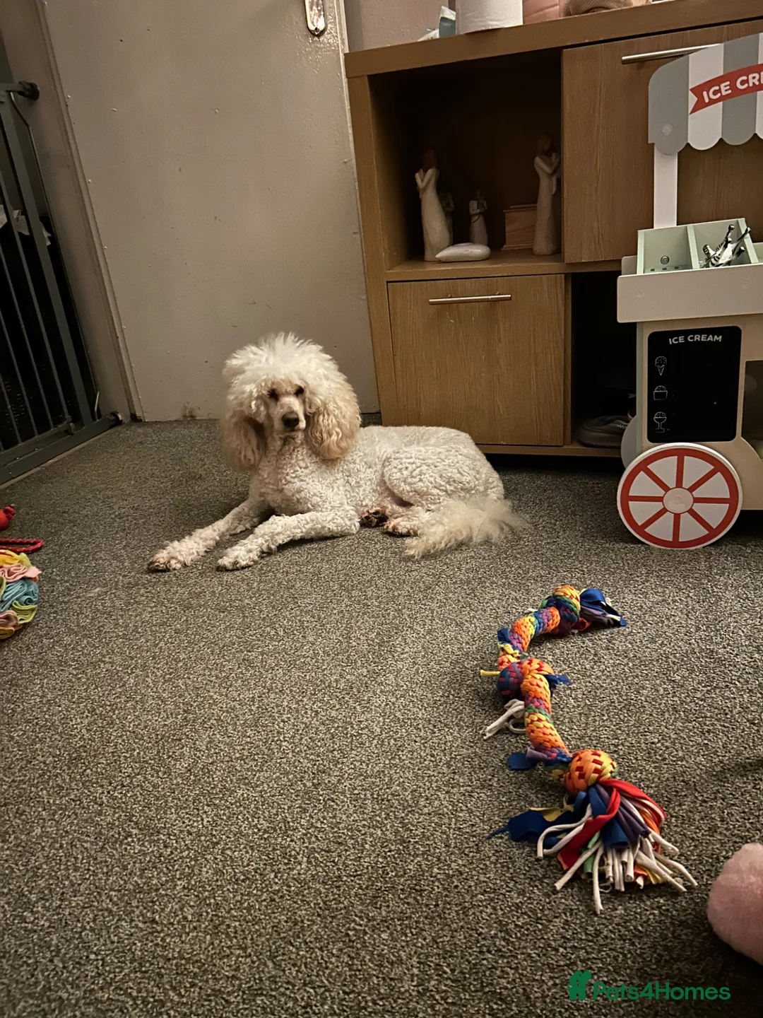 Mixed Breed dogs for sale: Lovely poodle bitch  - Advert 2