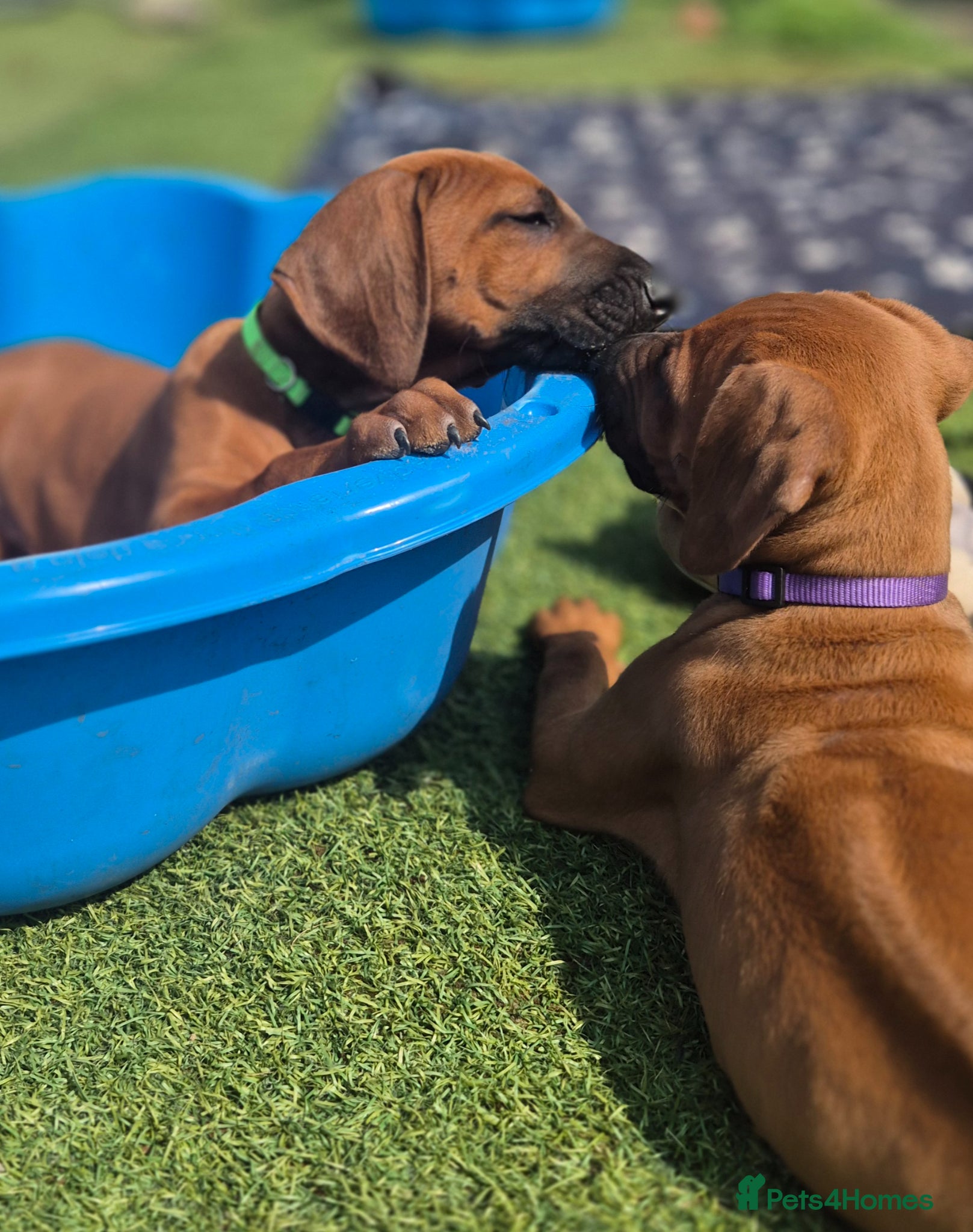 Rhodesian Ridgeback dogs 4x FEMALE RHODESIAN RIDGEBACK PUPS!! - Advert 2