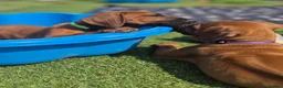 Rhodesian Ridgeback dogs for sale: 4x FEMALE RHODESIAN RIDGEBACK PUPS!! - Advert 5