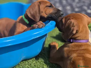 Rhodesian Ridgeback dogs 4x FEMALE RHODESIAN RIDGEBACK PUPS!! - Advert 2