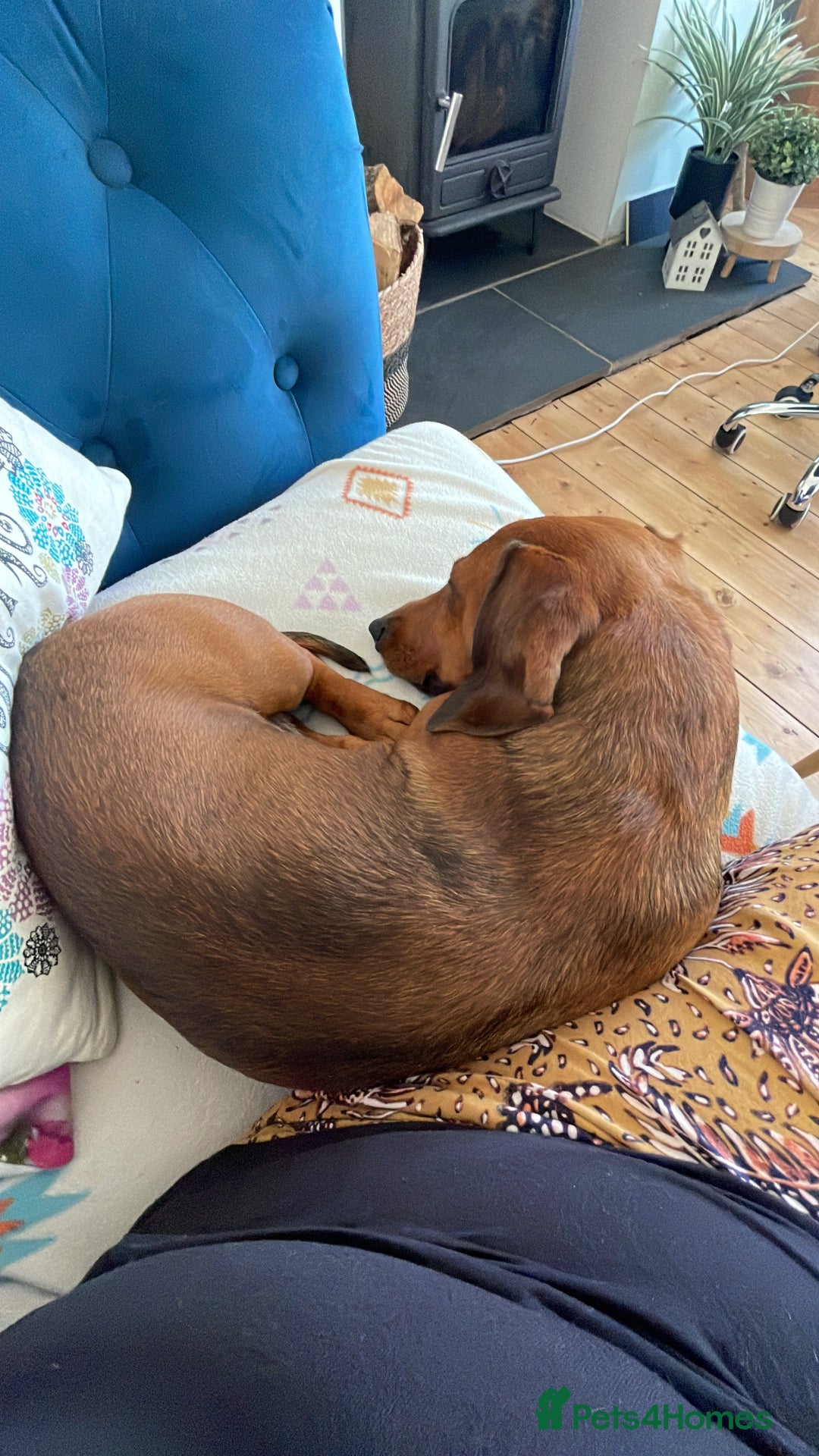 Miniature Dachshund dogs for sale: Beautiful 7 year old Dachshund needs home - Image 5