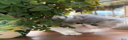 Persian cats for sale: Exotic long haired kittens male and female  - Advert 4