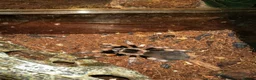 Tarantulas invertebrates for sale: Tarantula collection for sale  in Barnsley - Advert 5
