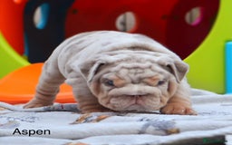English Bulldog dogs for sale: Outstanding English bulldog puppies - Image 3