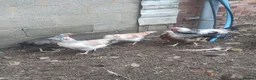 Chickens poultry for sale: Young point of lay chickens, wellsummers etc. - Advert 3