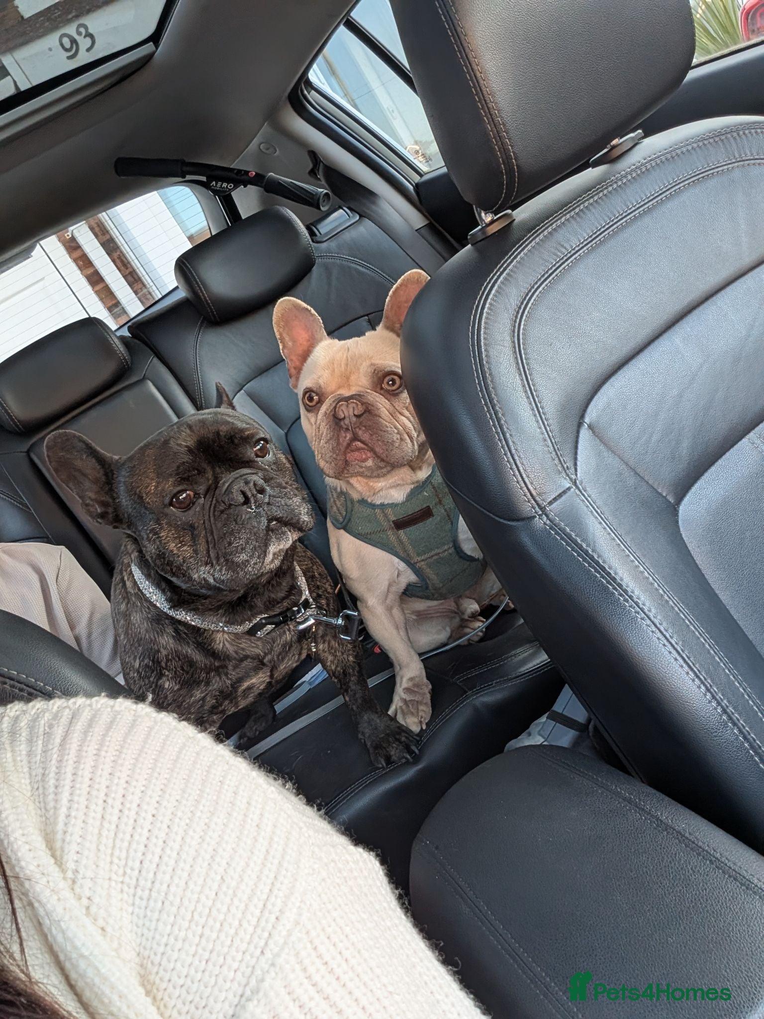 French Bulldog dogs French Bulldog  - Advert 15
