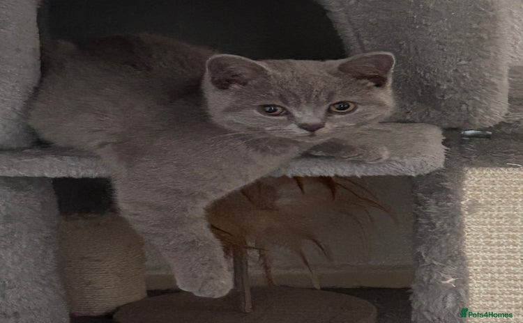 British Shorthair cats - Advert 15