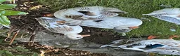 Ducks poultry for sale: Miniature Silver Appleyard Duck and Drake Pair - Advert 3
