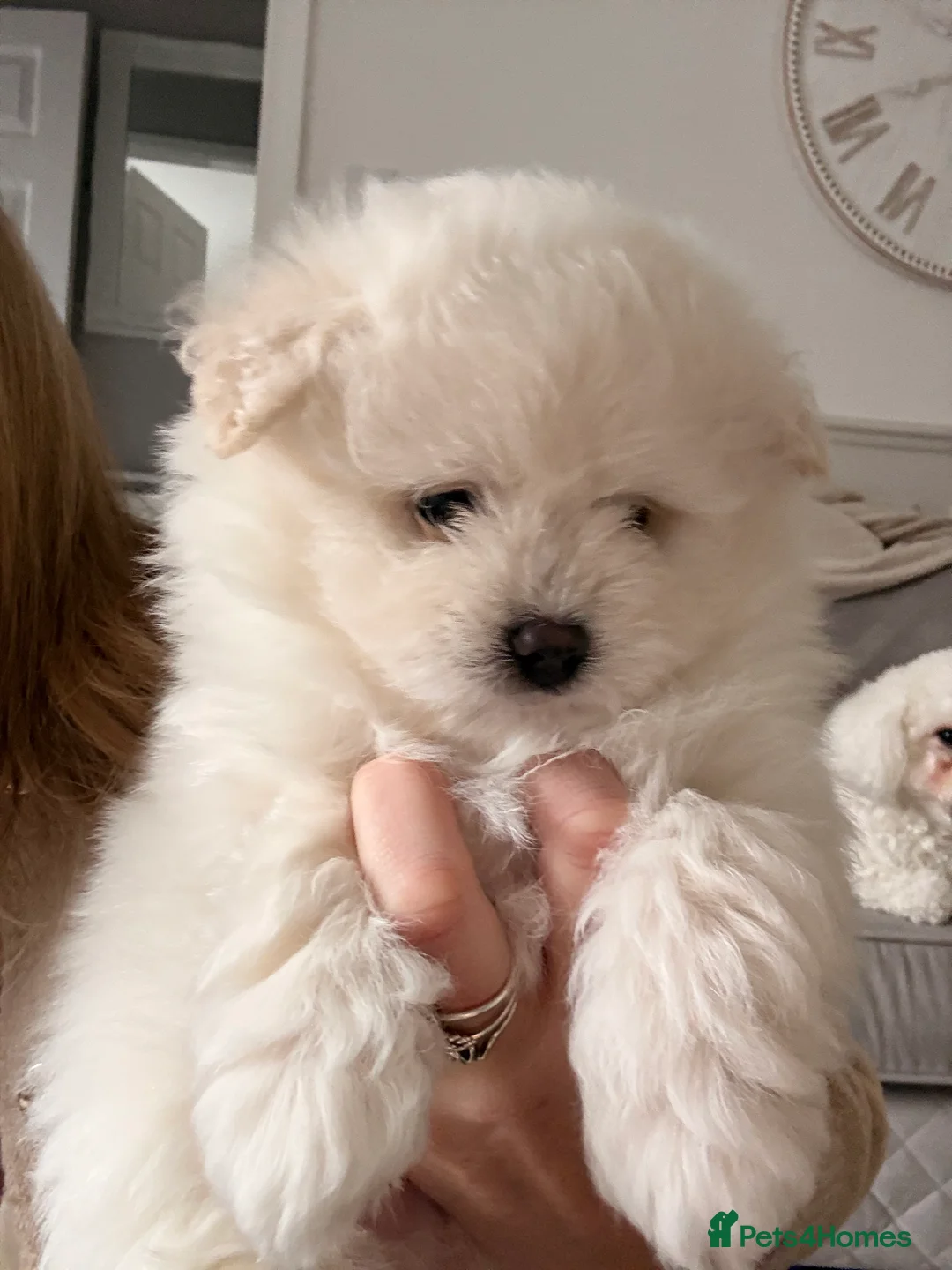 Mixed Breed dogs for sale: Gorgeous fluffy Pomachon male puppies  - Advert 2