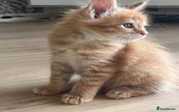 Maine Coon cats for sale: GCCF Registered Maine Coons Ready 16th August  in Banbury - Image 26