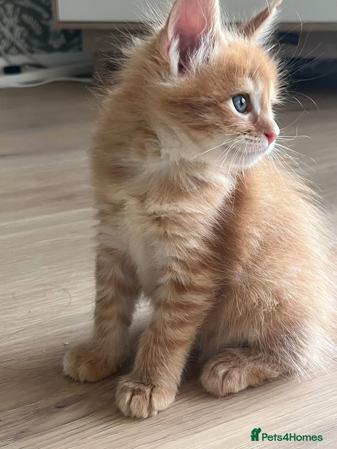 Maine Coon cats for sale: GCCF Registered Maine Coons Ready 16th August  in Banbury - Image 26