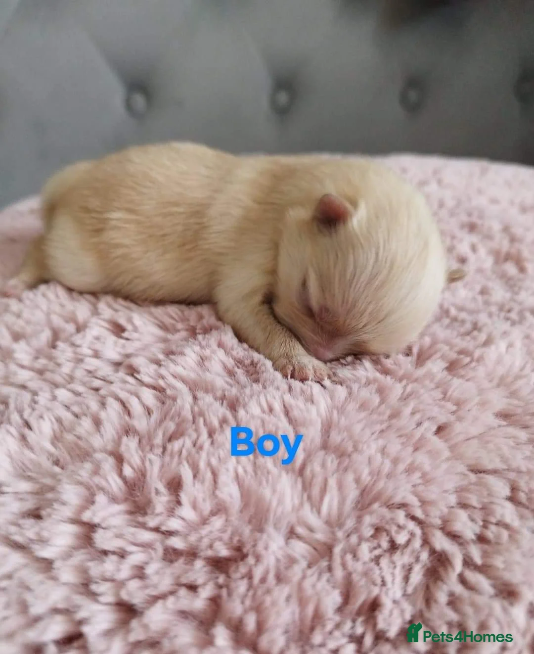 Pomeranian dogs for stud: Rocket Pomeranian stud  in Romford - Advert 24