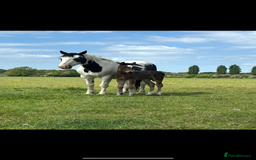 Friesian horses for sale: A Very Special Friesian x Irish Draught  - Image 11