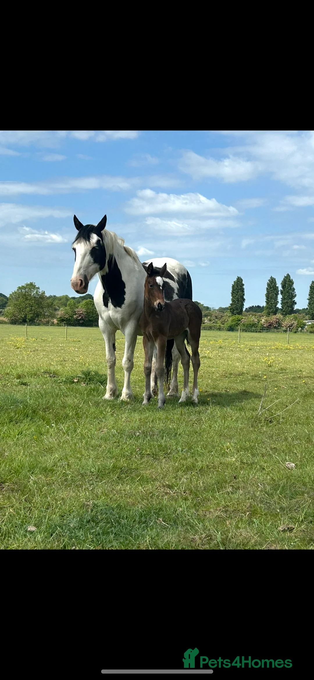 Friesian horses for sale: A Very Special Friesian x Irish Draught  - Advert 11