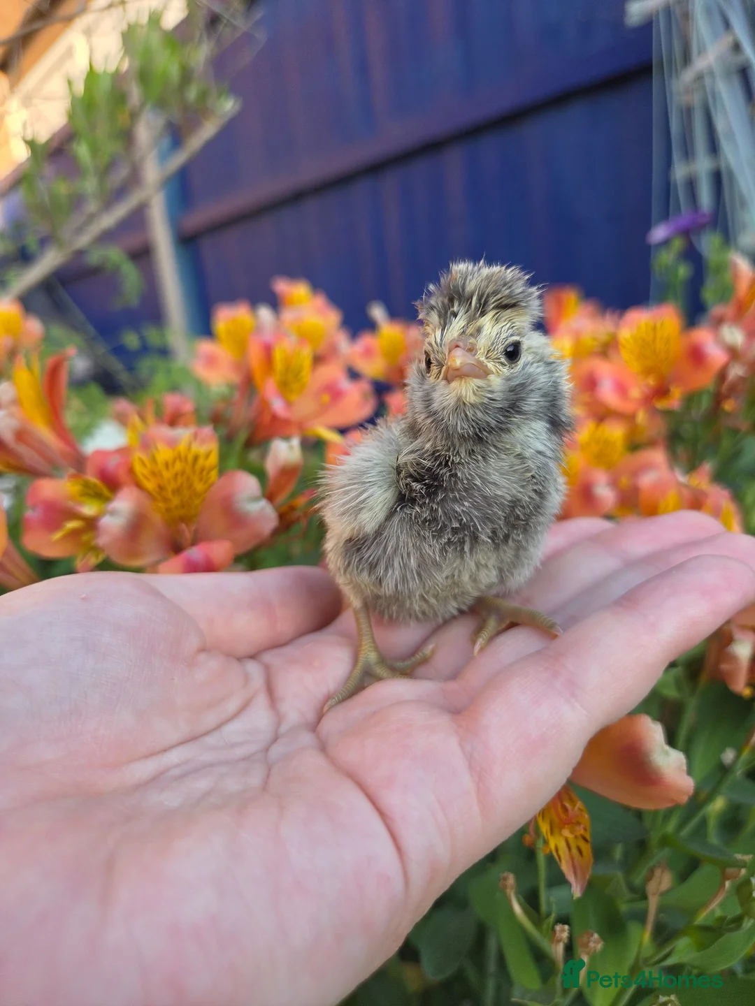 Chickens poultry for sale: Bantam day old chicks in Grays - Advert 4
