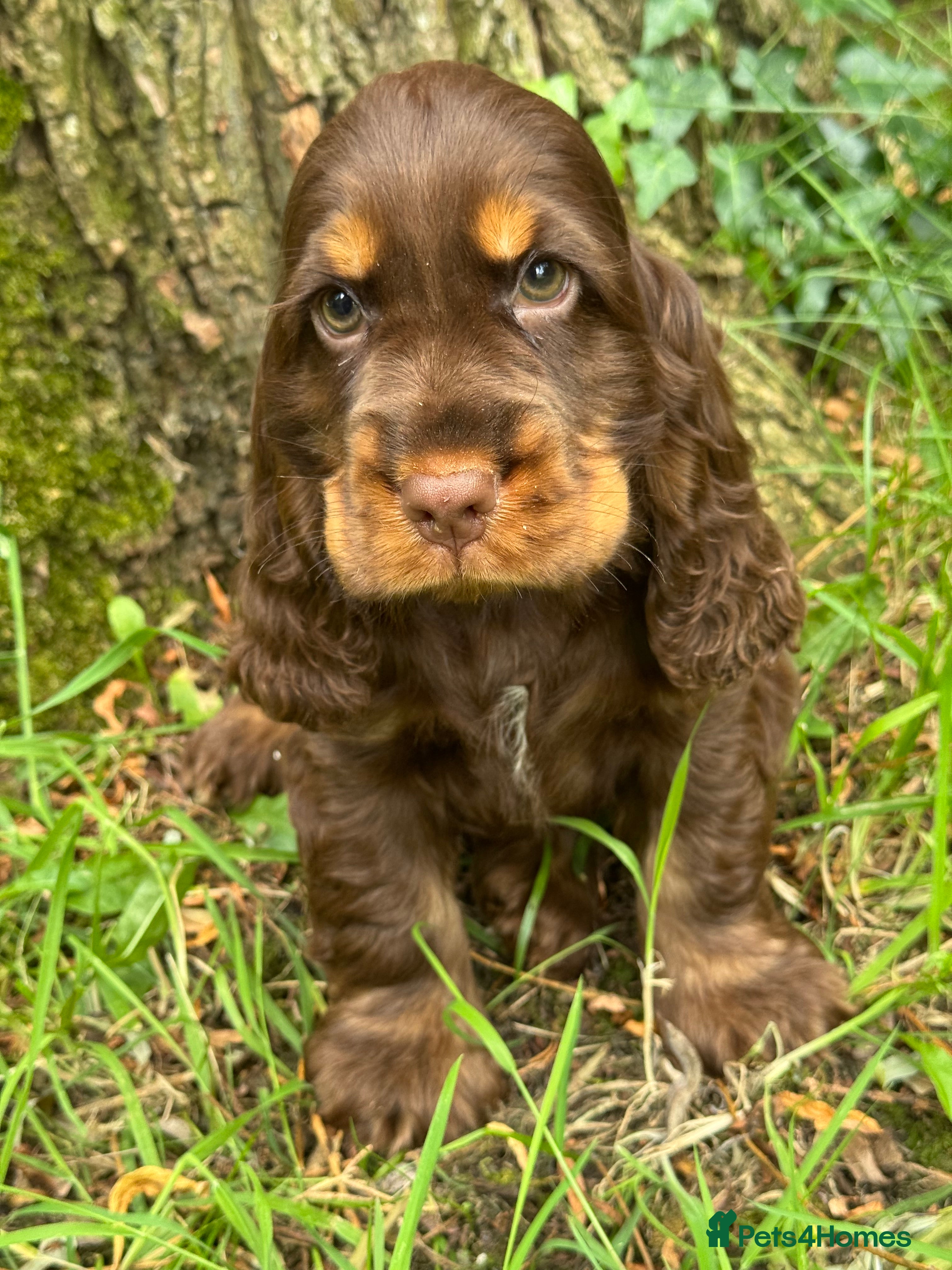 Cocker Spaniel dogs BEAUTIFUL KC REGISTERED❤️SHOW TYPE❤️HEALTHTESTED - Advert 2