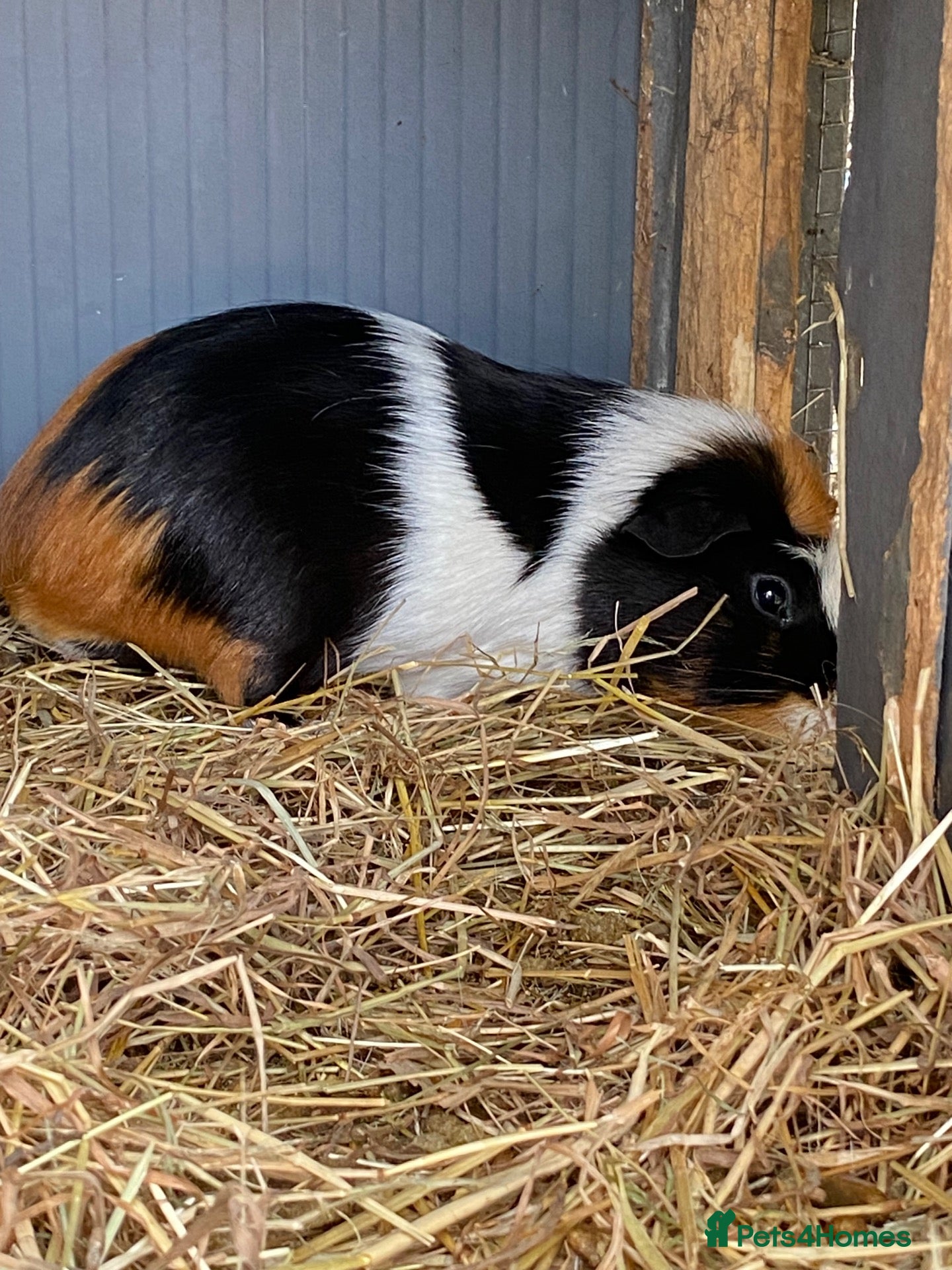 Guinea Pig rodents Two boys for sale  - Advert 11