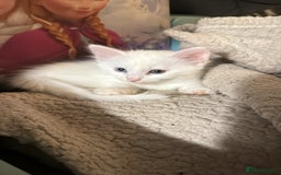 Turkish Angora cats for sale: Turkish angora kittens  - Image 3