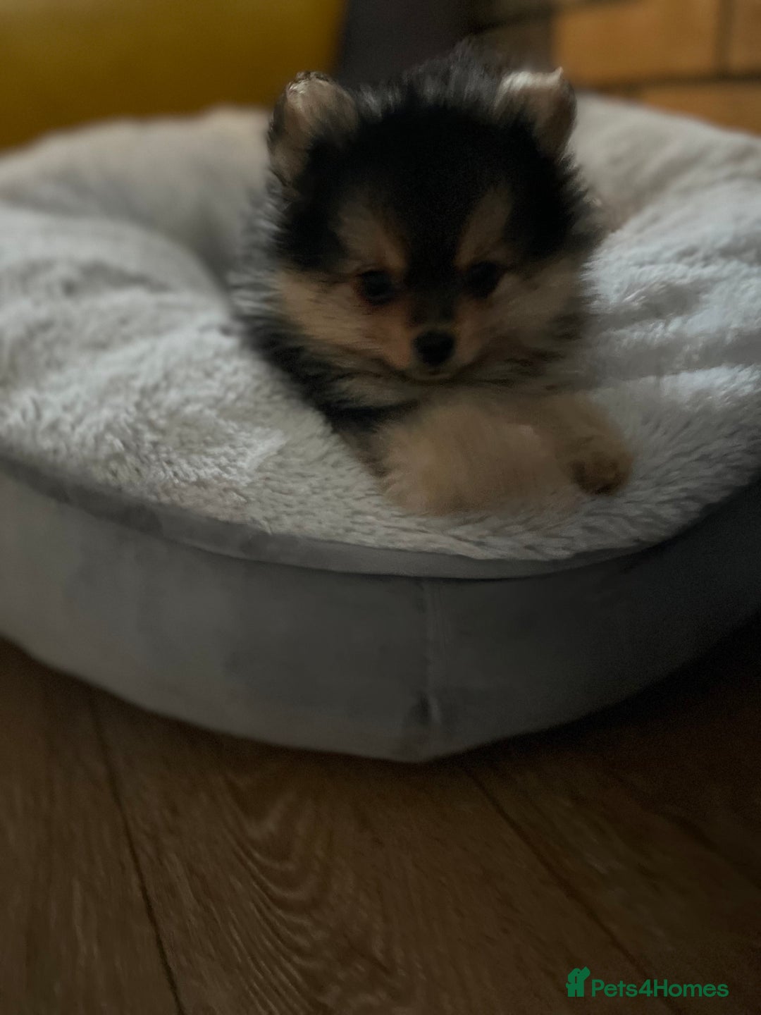 Pomeranian dogs for sale: Gorgeous miniature Pomeranian pups - Advert 9