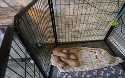 Cockapoo dogs for sale: Fb1 cockapoo  - Image 2
