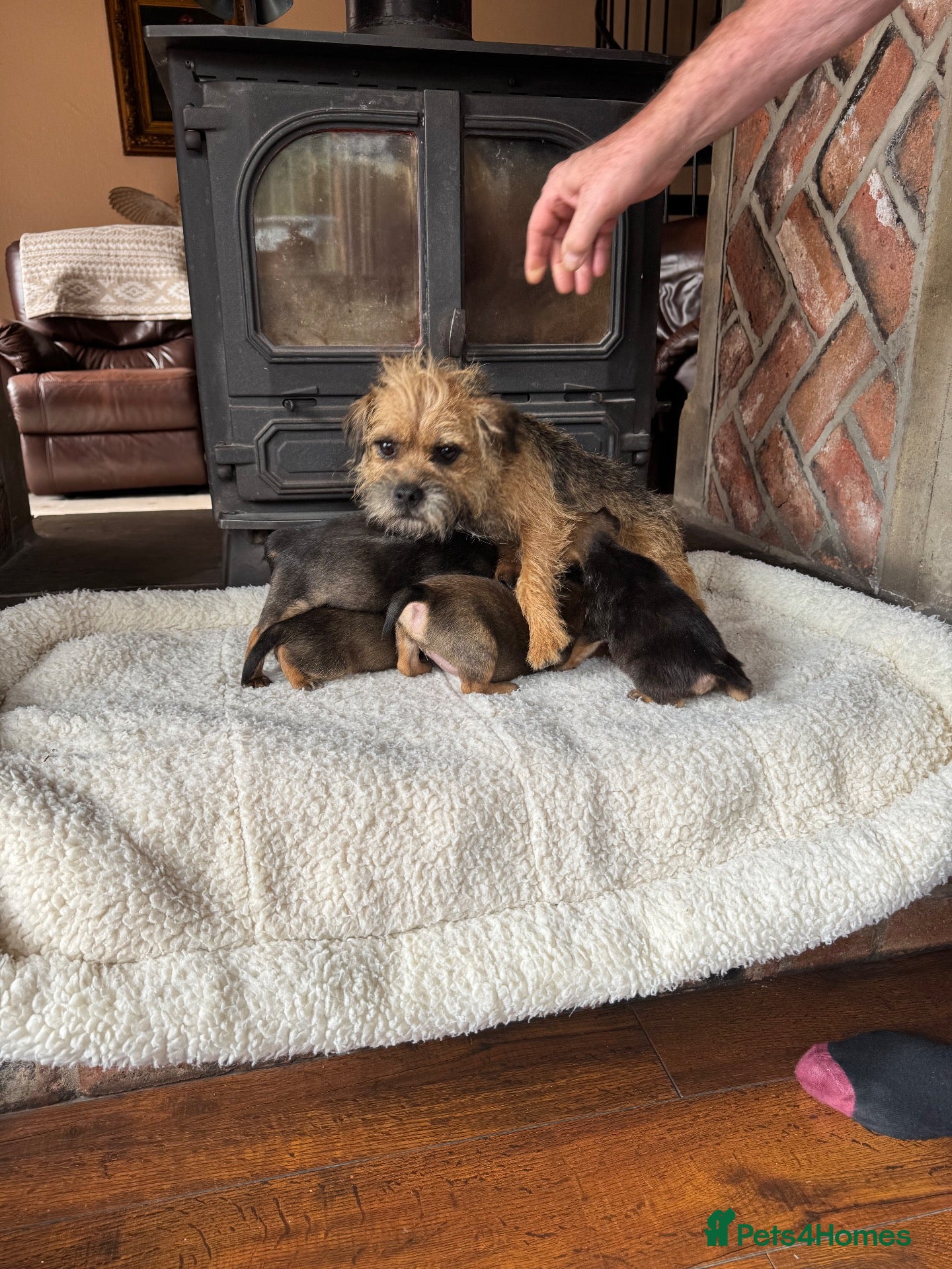 Border Terrier dogs KC registered border terrier pups  - Advert 11
