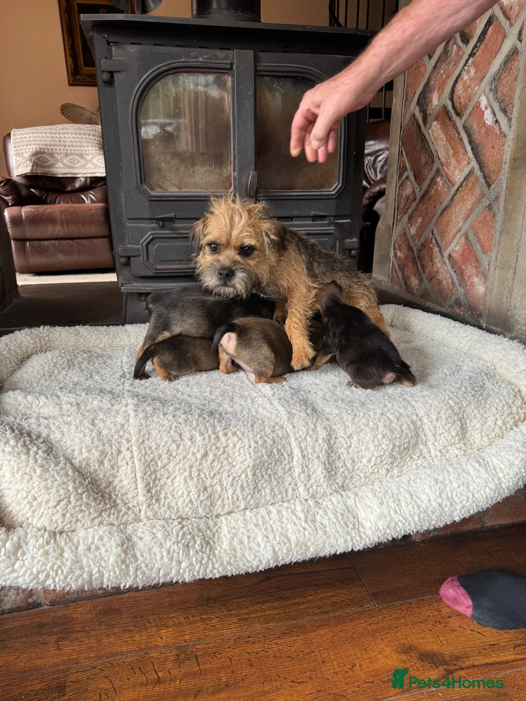 Border Terrier dogs for sale: KC registered border terrier pups  - Advert 2