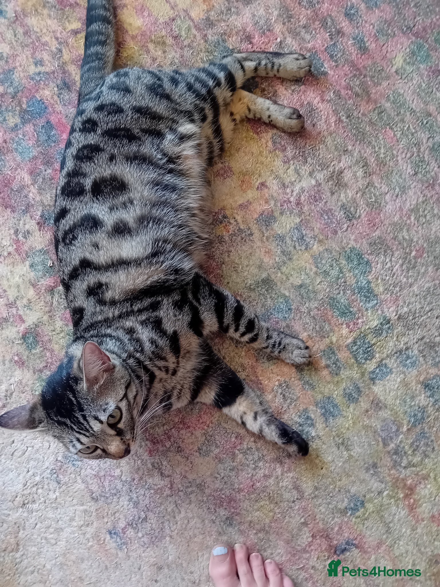 Mixed Breed cats Bengal cross 8 weeks - Advert 11