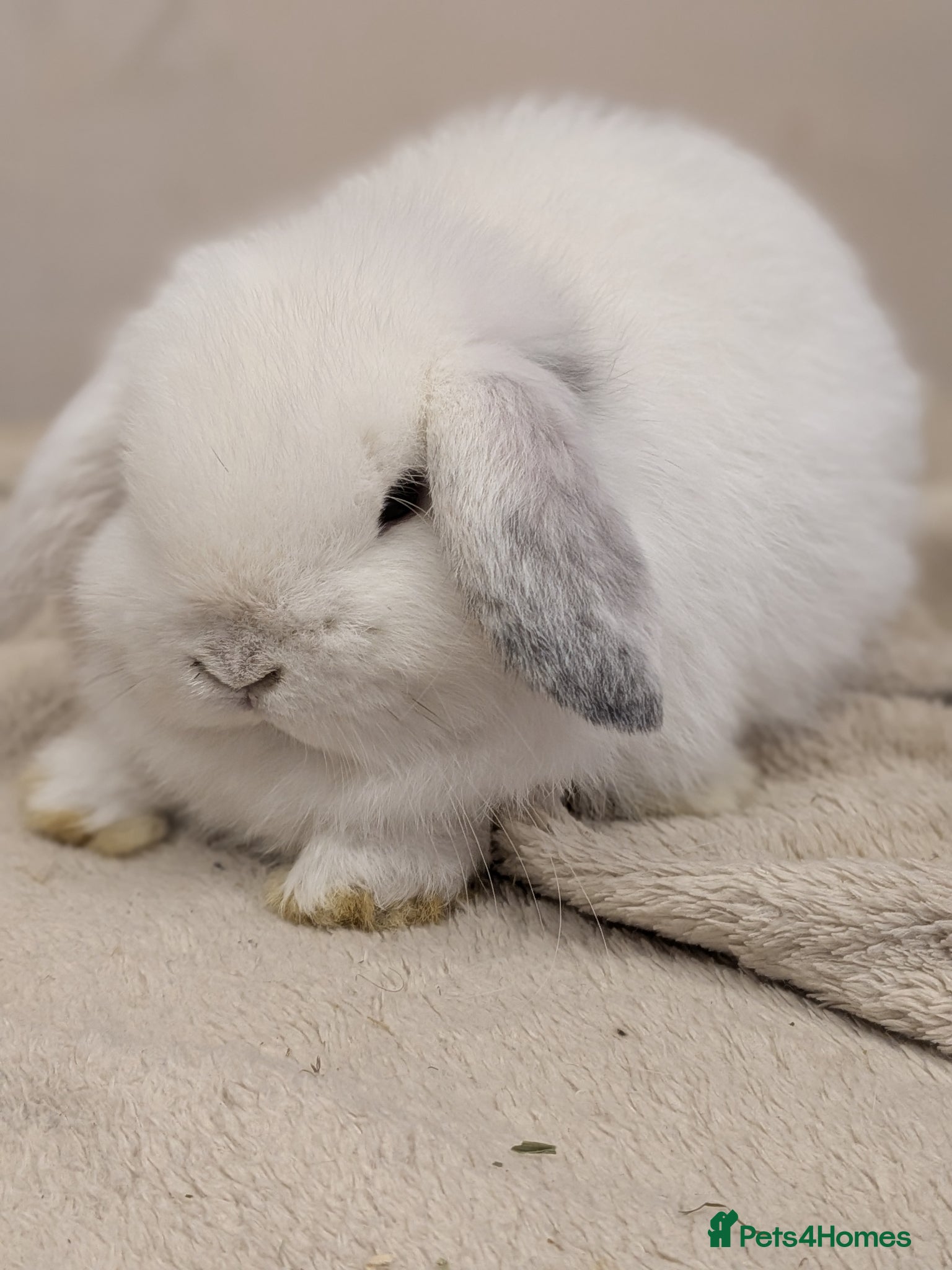 Mini Lop rabbits Mini lops - Advert 10