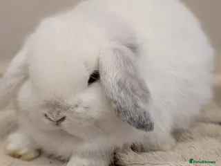 Mini Lop rabbits Mini lops - Advert 10