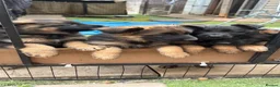 German Shepherd dogs for sale: German shepherd puppies - Advert 17