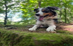 Border Collie dogs for stud: Stud Dog Available – Poe - Image 4