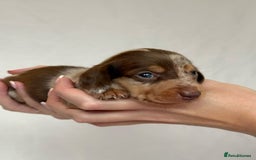 Miniature Dachshund dogs for sale: Miniature Dachshunds Puppies PRA Clear, KC Reg - Image 4