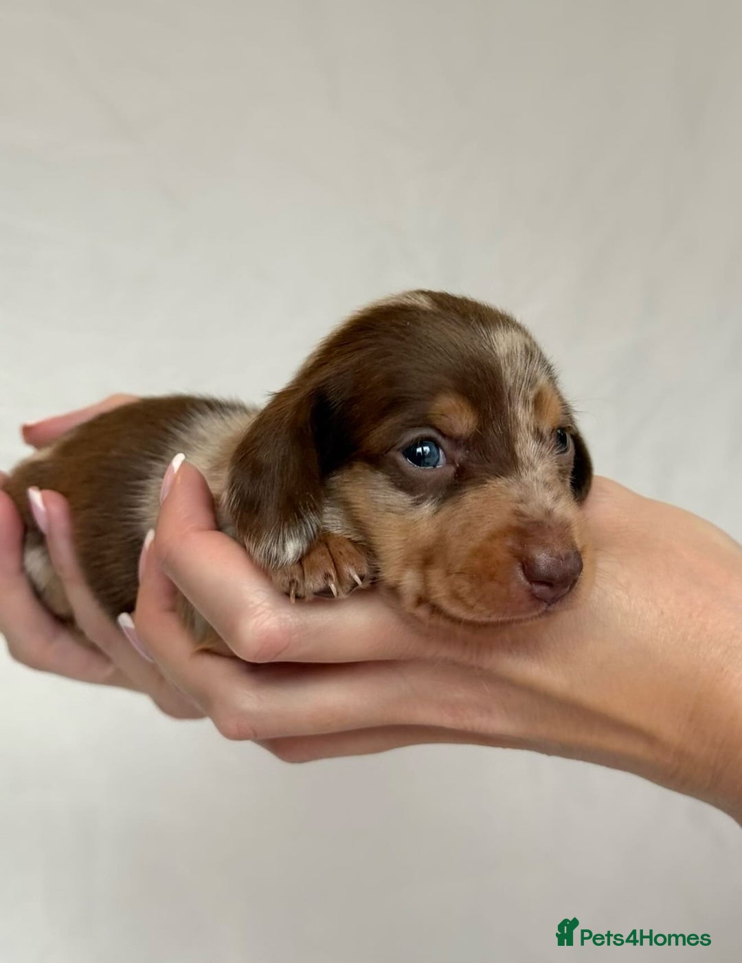 Miniature Dachshund dogs for sale: Miniature Dachshunds Puppies PRA Clear, KC Reg - Image 4