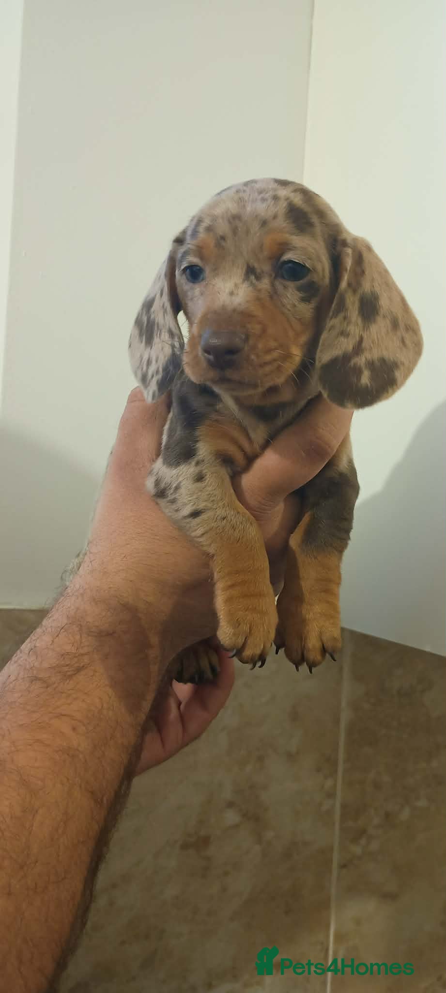 Miniature Dachshund dogs Mini Dachshunds - Rare Colours - KC Reg Dad - Advert 16