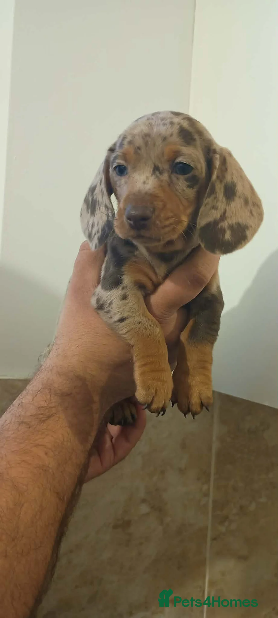 Miniature Dachshund dogs for sale: Mini Dachshunds - Rare Colours - KC Reg Dad - Advert 1