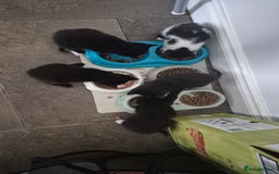 Mixed Breed cats for sale: 6 kittens for sale. - Image 7