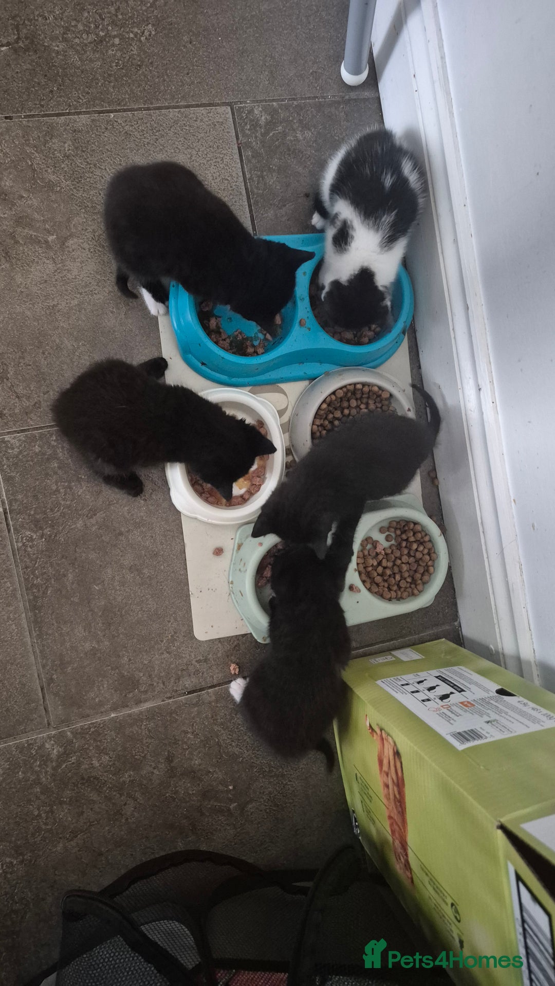 Mixed Breed cats for sale: 6 kittens for sale. - Image 7