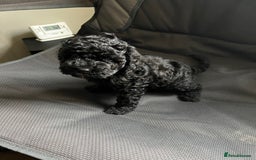 Cockapoo dogs for sale: Reduced!!! Last 2 ready now, F1B Cockapoos in Whitley Bay - Image 14