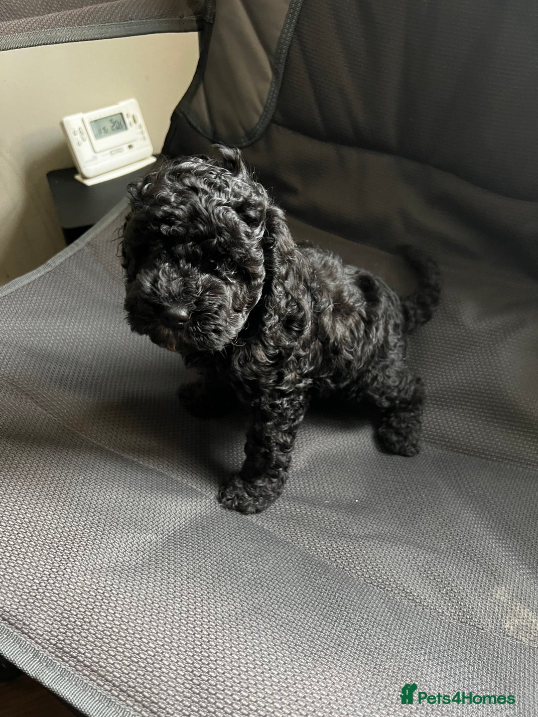 Cockapoo dogs for sale: Reduced!!! Last 2 ready now, F1B Cockapoos in Whitley Bay - Image 14