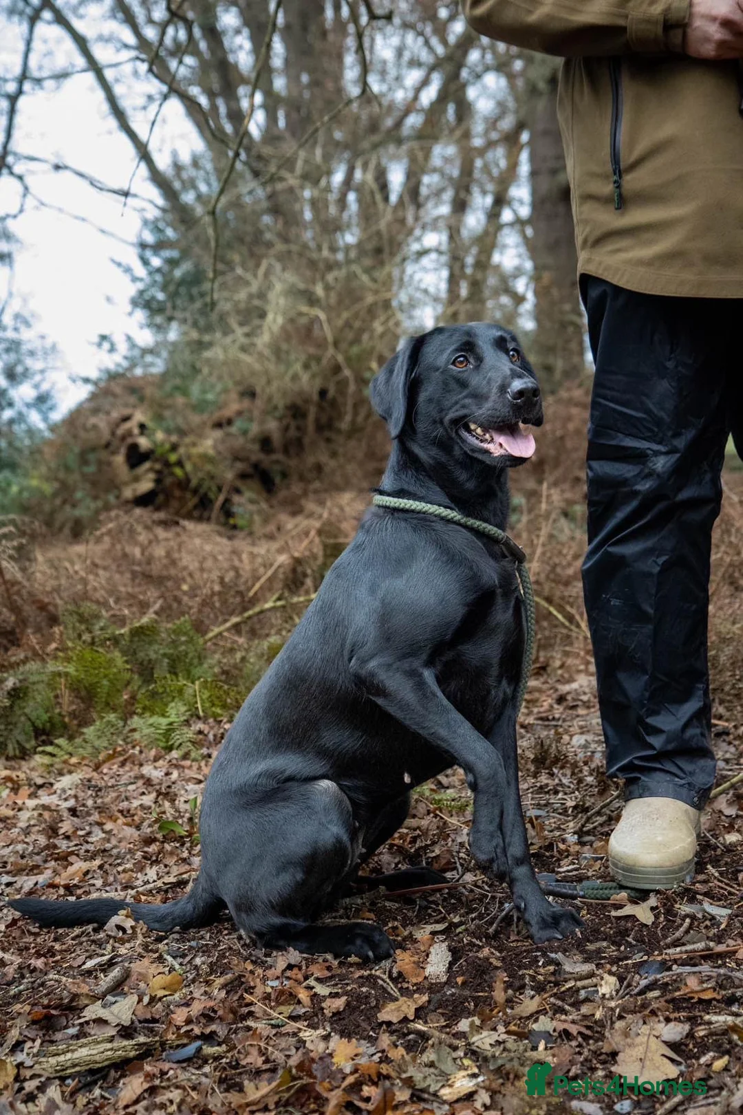 Labrador Retriever dogs for sale: Working black Labrador puppies  in Diss - Advert 1