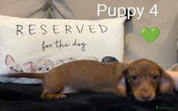 Miniature Dachshund dogs for sale: Ethically Bred Superior Health Tested Miniatures - Image 32