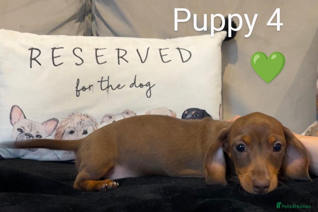 Miniature Dachshund dogs for sale: Ethically Bred Superior Health Tested Miniatures - Image 32
