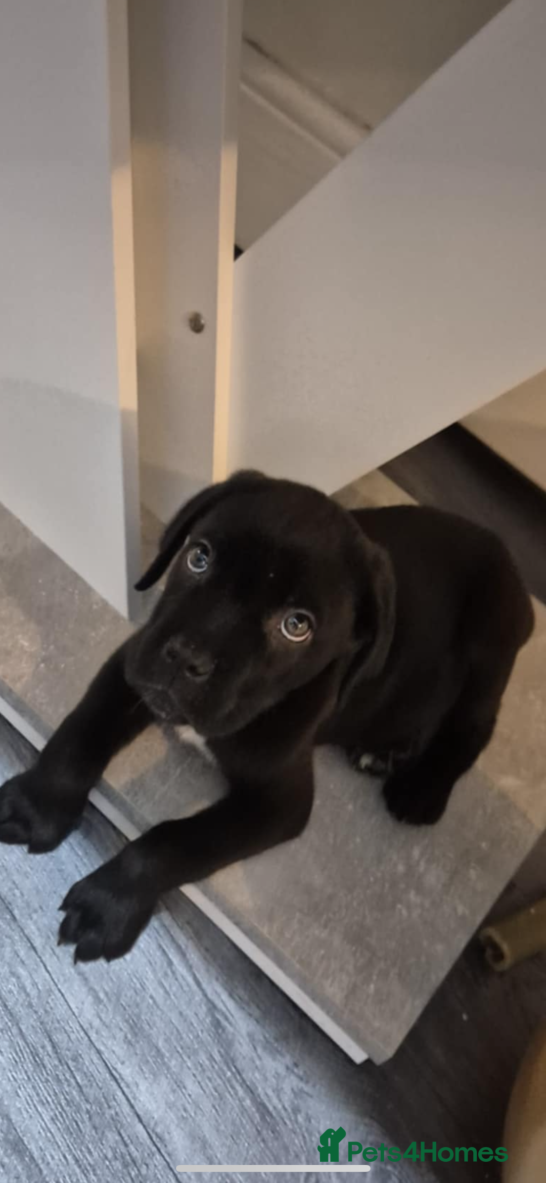 Cane Corso dogs for sale: Cane corso puppies - ready to leave  - Image 6
