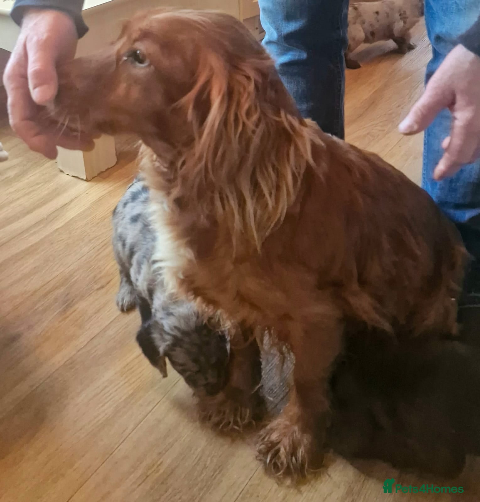 Cocker Spaniel dogs Mixed litter of Cocker Spaniel puppies  - Advert 3
