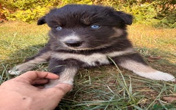 Pomsky dogs for sale: F4 HUSKY MARKED blue eyed Pups! ❄️ HEALTH TESTED - Image 4